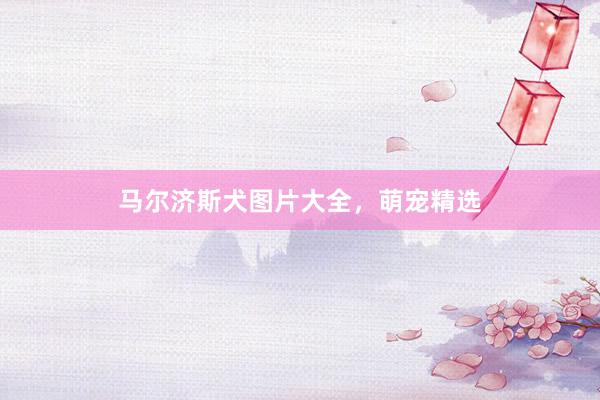 马尔济斯犬图片大全，萌宠精选